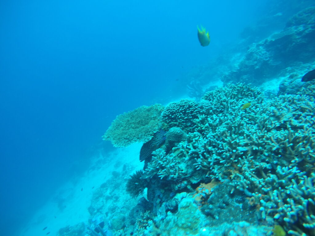 Night dive at Lovina with bioluminescent plankton