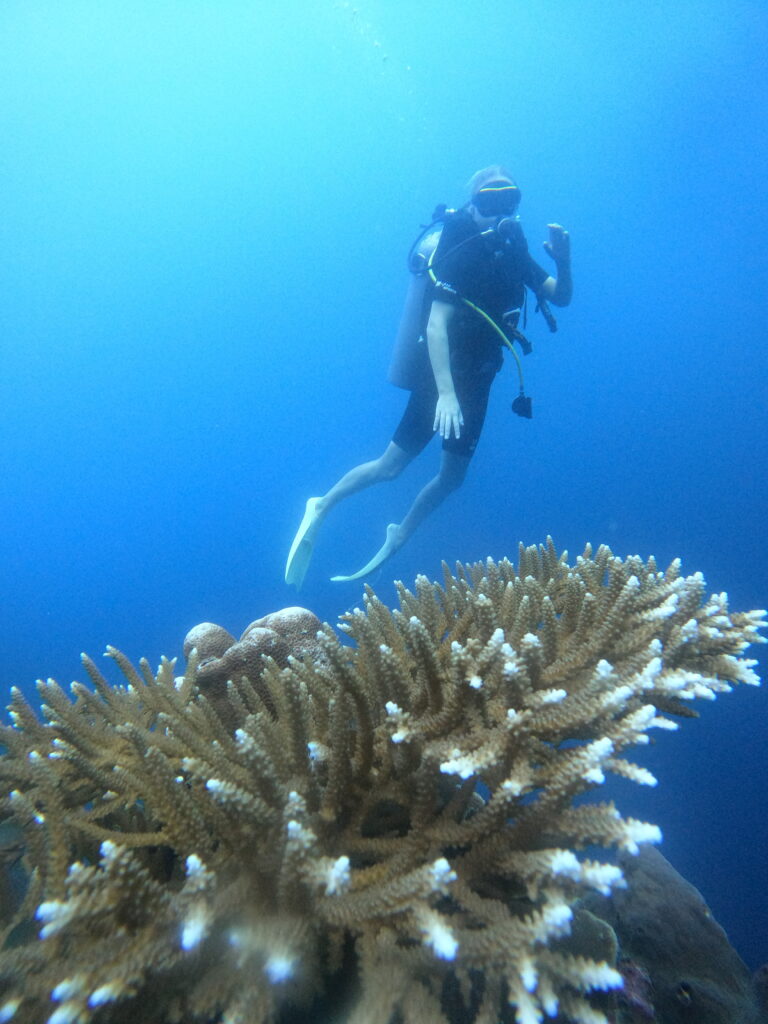 Lovina Reef’s underwater landscape with soft corals