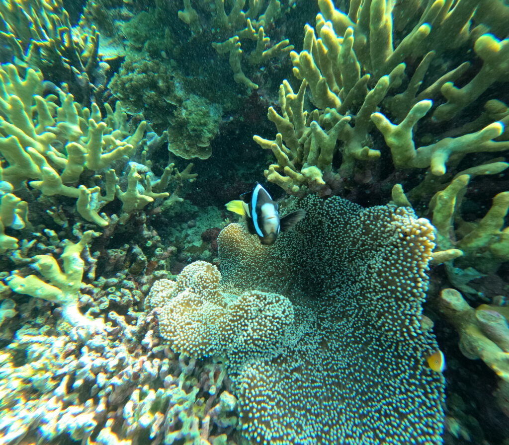Snorkeling over coral gardens at Menjangan Island"